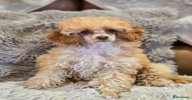 Toy Poodle dogs - Advert 1