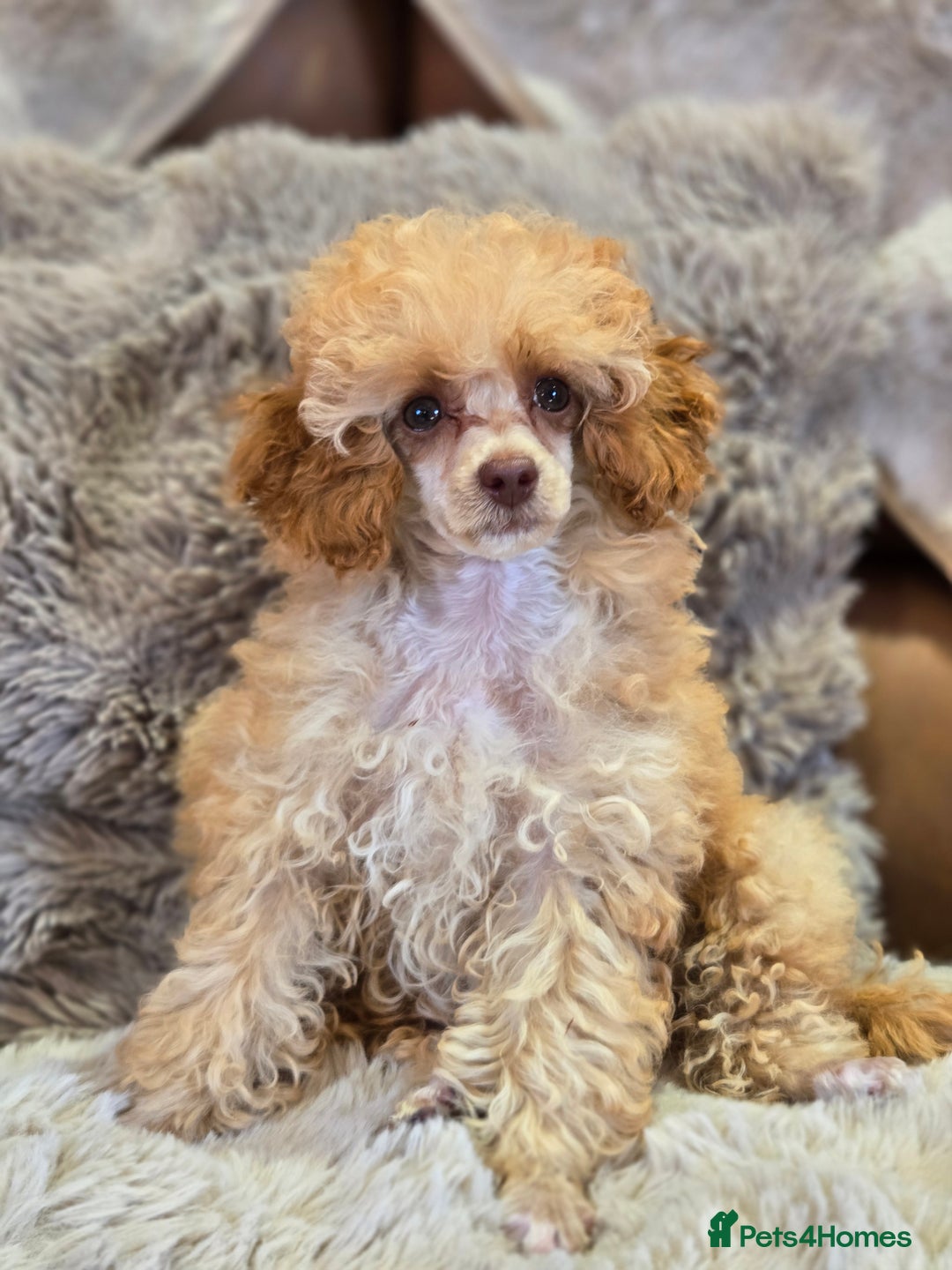 Toy Poodle dogs for sale: KC Reg stunning tiny Choc Apricot Girl Toy Poodle - Image 3