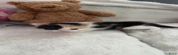 Mixed Breed cats for sale: mixed breed  in Birmingham - Advert 3