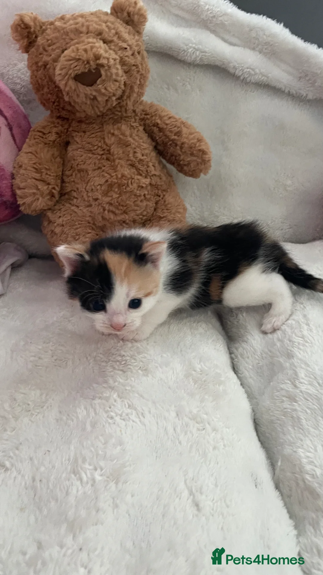 Mixed Breed cats for sale: mixed breed  in Birmingham - Advert 3