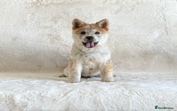 Siberian Husky dogs for sale: Stunning exotic colour chowsky puppies for sale  - Image 13