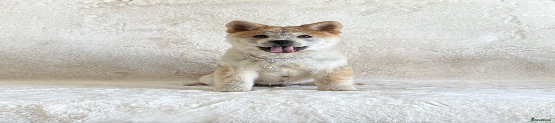  Puppy 1