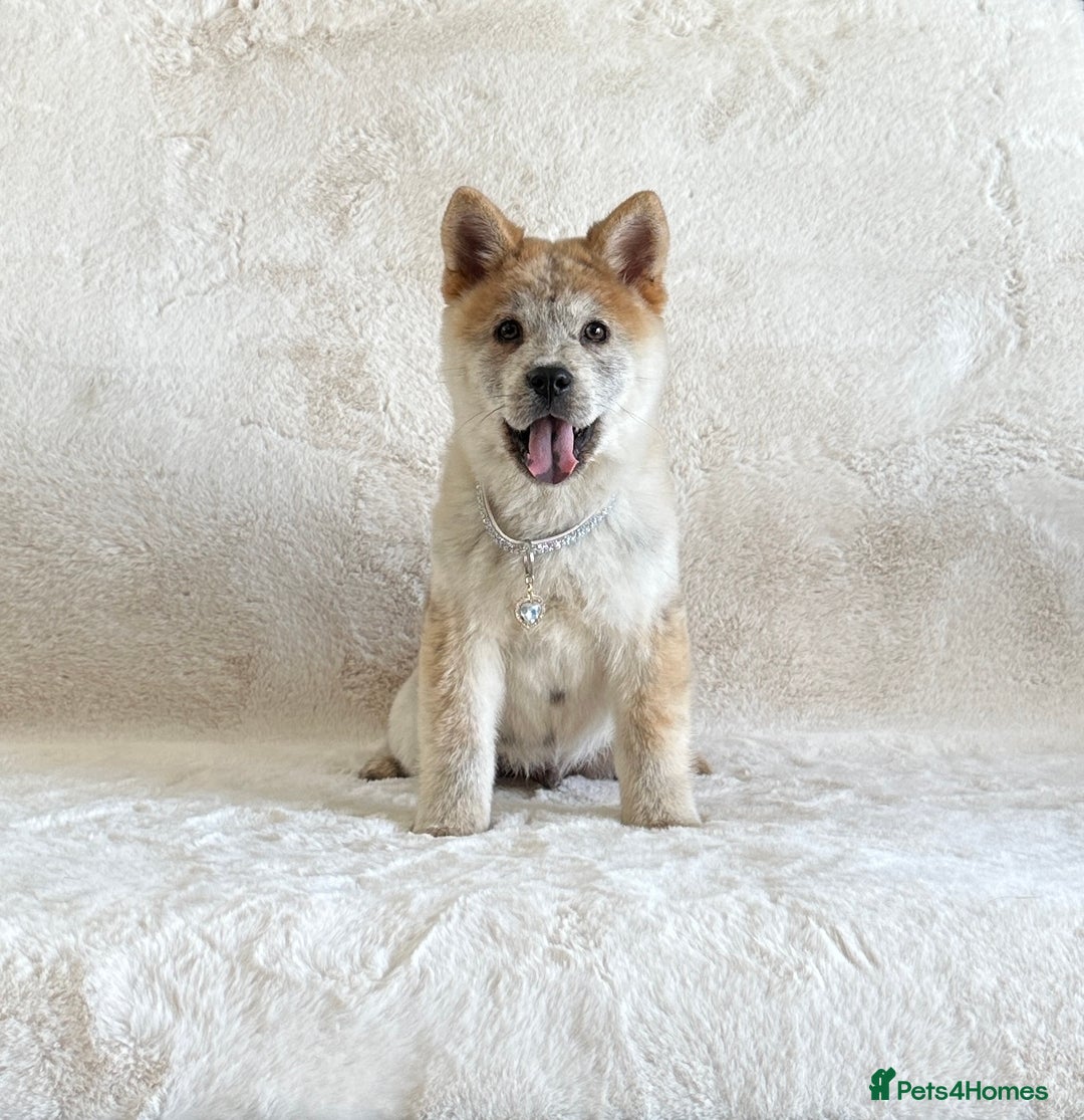 Siberian Husky dogs for sale: Stunning exotic colour chowsky puppies for sale  - Image 13