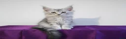Maine Coon cats for sale: Beautiful GCCF mixed silver kittens - Advert 5