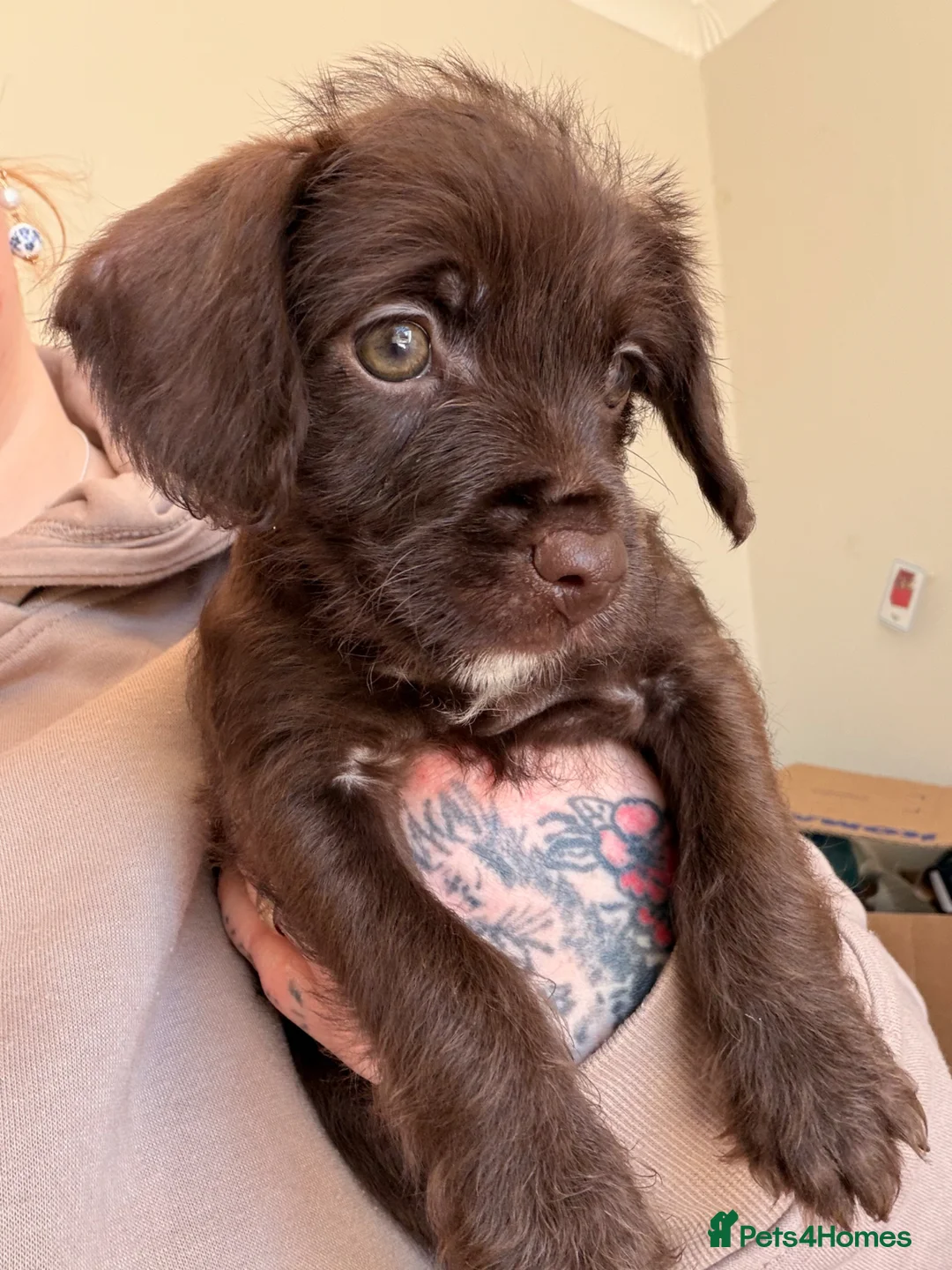 Mixed Breed dogs for sale: Adorable Chocolate Chatterdale F Pup - Advert 1