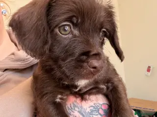 Mixed Breed dogs Adorable Chocolate Chatterdale F Pup - Advert 10