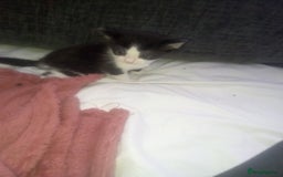 Mixed Breed cats for sale: 3 beautiful kittens looking for new homes  - Image 2