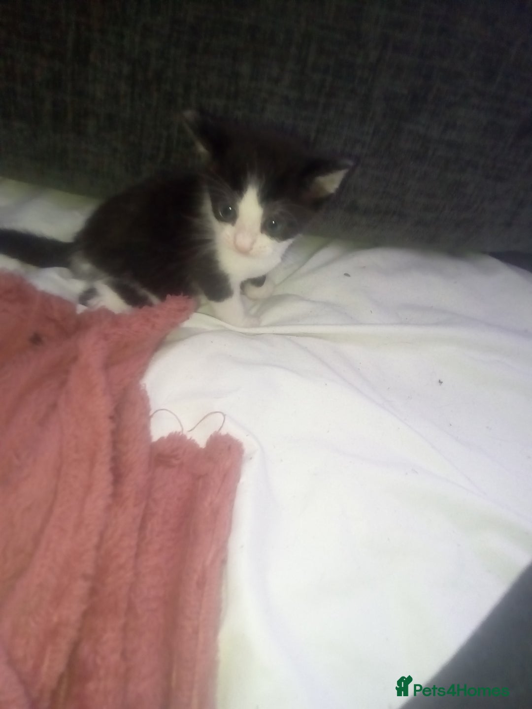 Mixed Breed cats for sale: 3 beautiful kittens looking for new homes  - Image 2