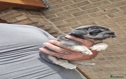 French Bulldog dogs for sale: Adorable pink and fluffy french bulldogs puppies  - Image 17