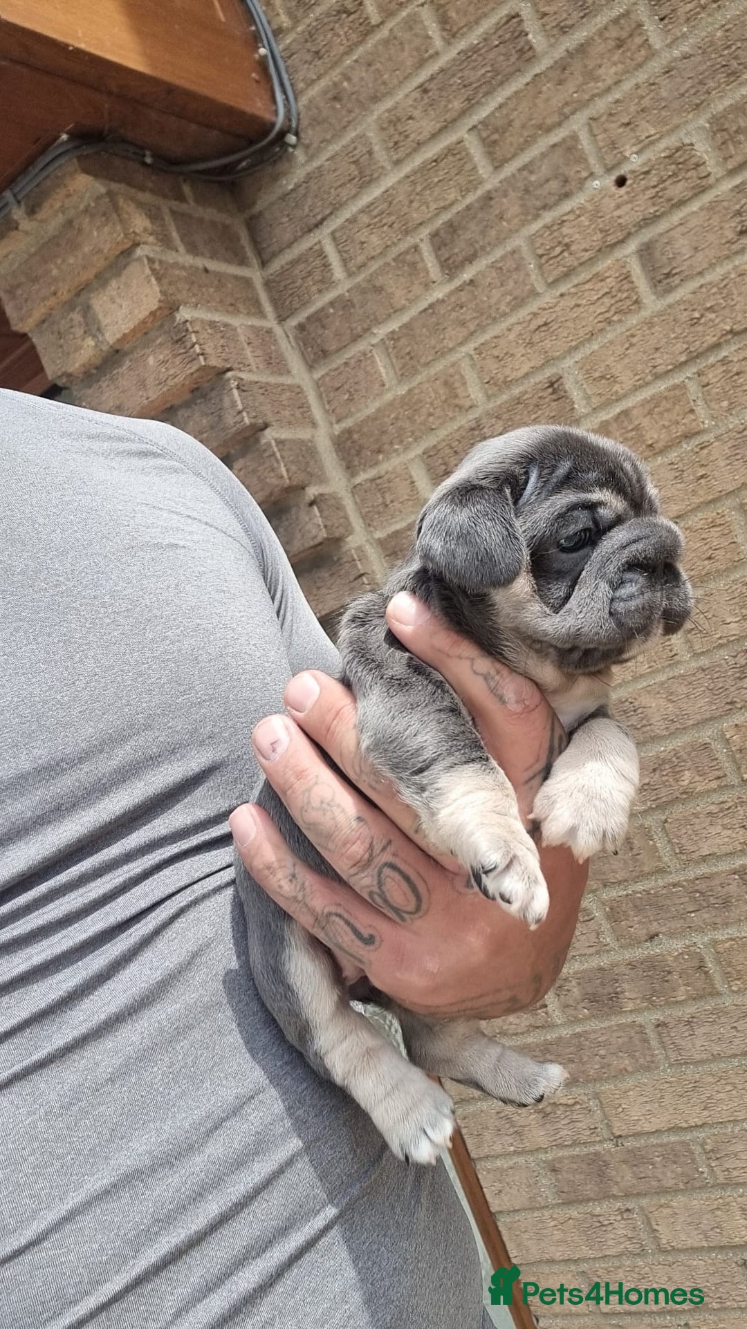 French Bulldog dogs for sale: Adorable pink and fluffy french bulldogs puppies  - Image 17