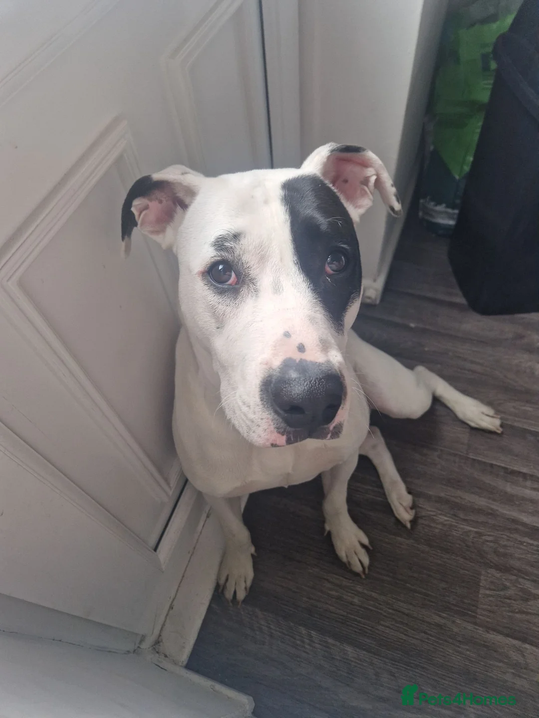 Mixed Breed dogs for sale: American bulldog x staffy in Barnsley - Advert 5