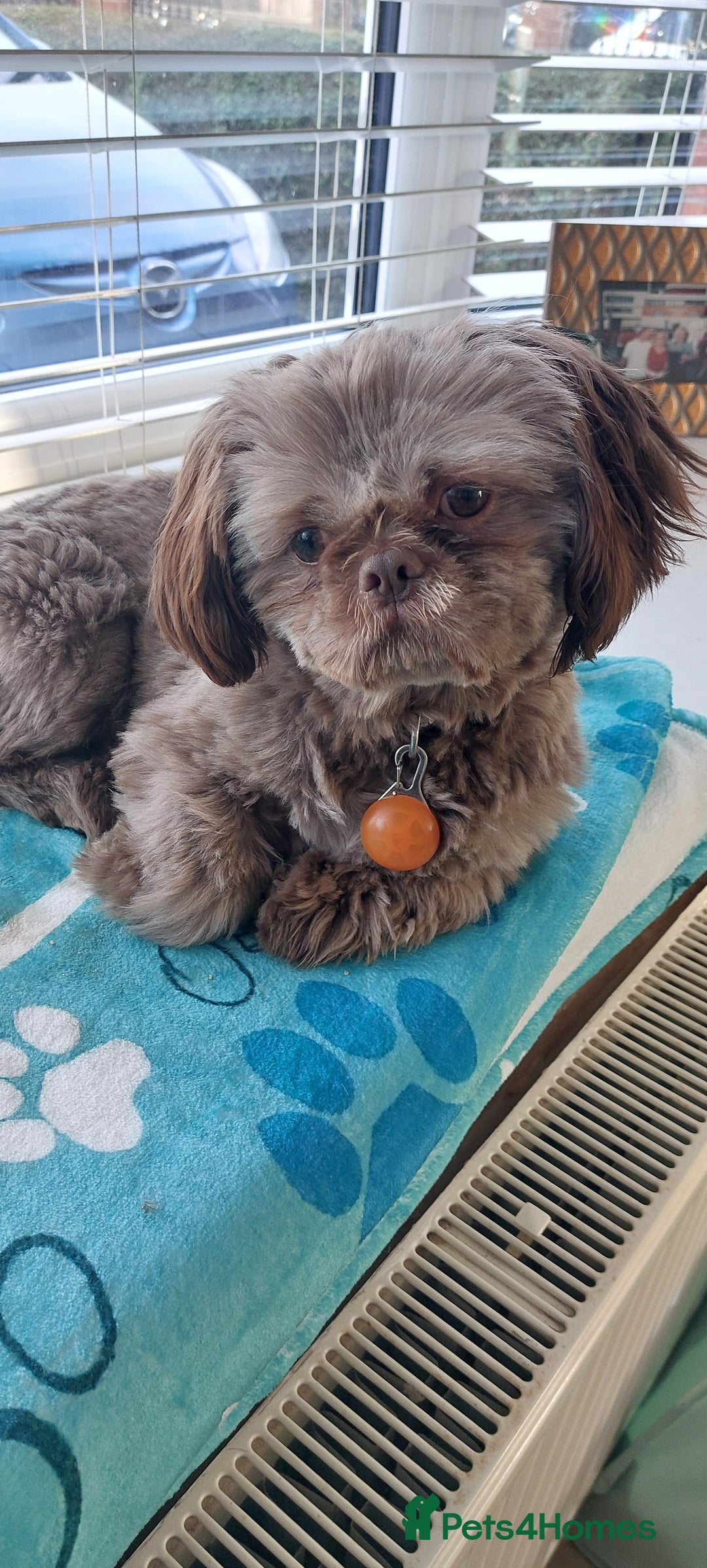 Shih Tzu dogs for stud: Imperial shitz for stud - Image 5