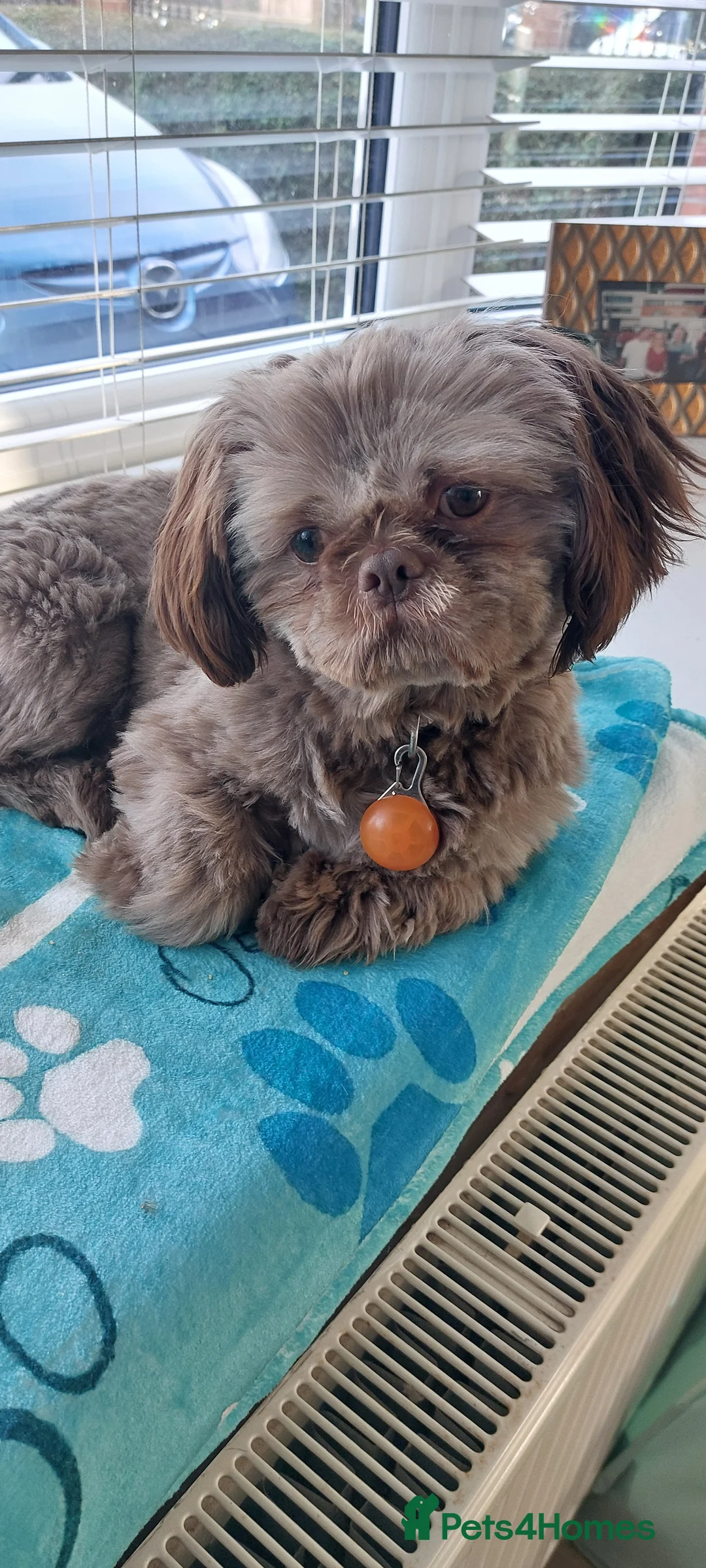 Shih Tzu dogs for stud: Imperial shitz for stud - Advert 6