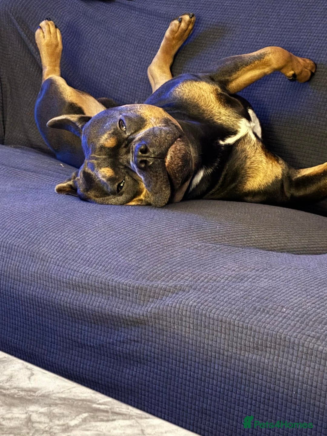 Mixed Breed dogs for sale: French American bully  - Advert 3