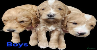 Mini Goldendoodle dogs - Advert 1