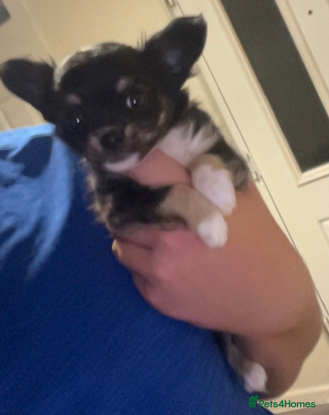 Chihuahua dogs for sale: Chihuahua Apple head boy for sale - Image 3