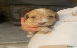 Cockapoo dogs for sale:  5⭐️ genetics F1b cockapoo apricot, chocolate - Image 20