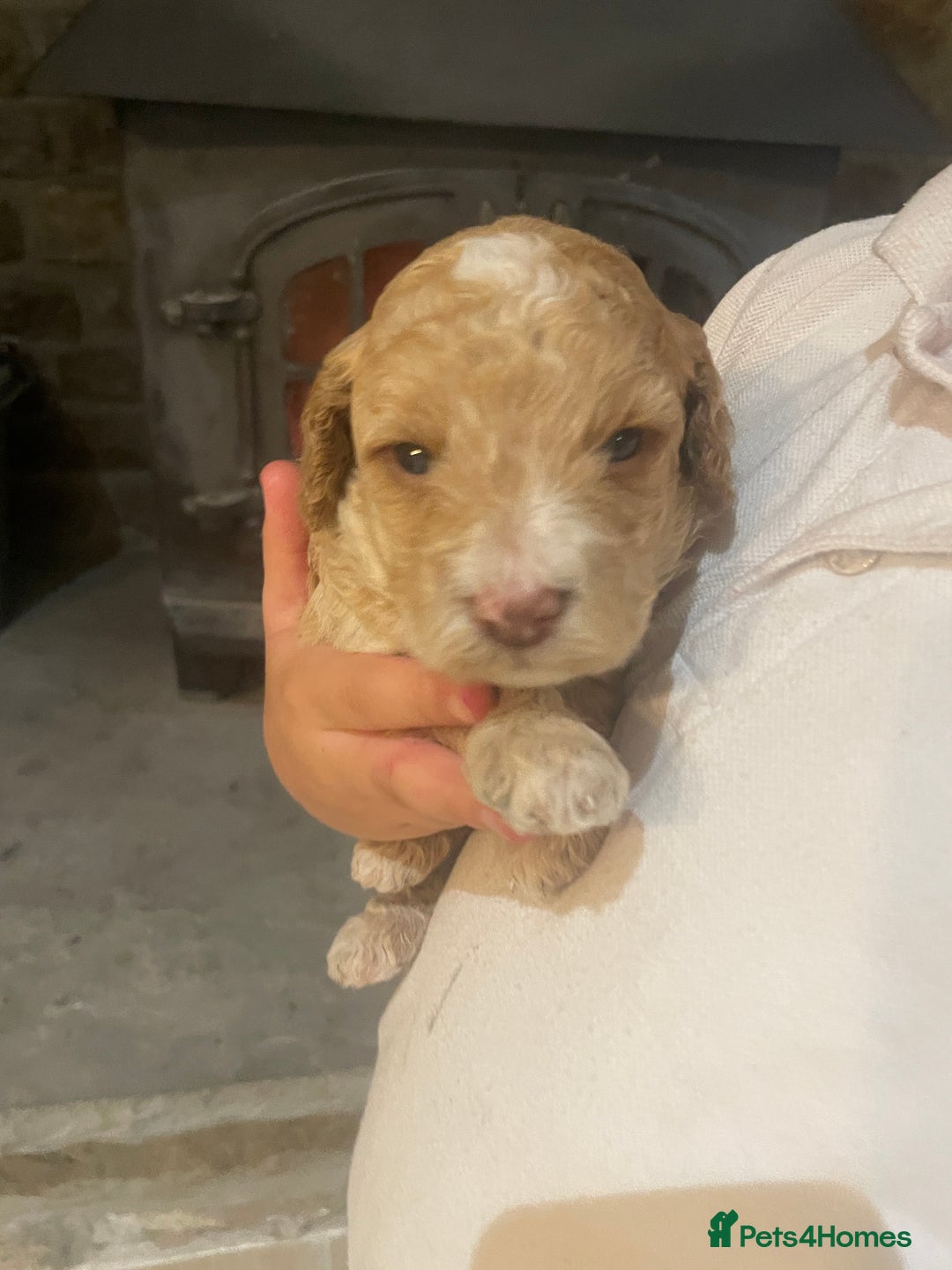 Cockapoo dogs for sale:  5⭐️ genetics F1b cockapoo apricot, chocolate - Image 20