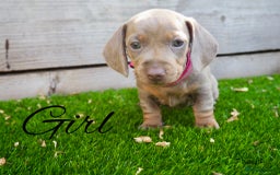 Miniature Dachshund dogs for sale: 3 LEFT- READY TO LEAVE ❤️ Mini Dachshund puppies! - Image 9