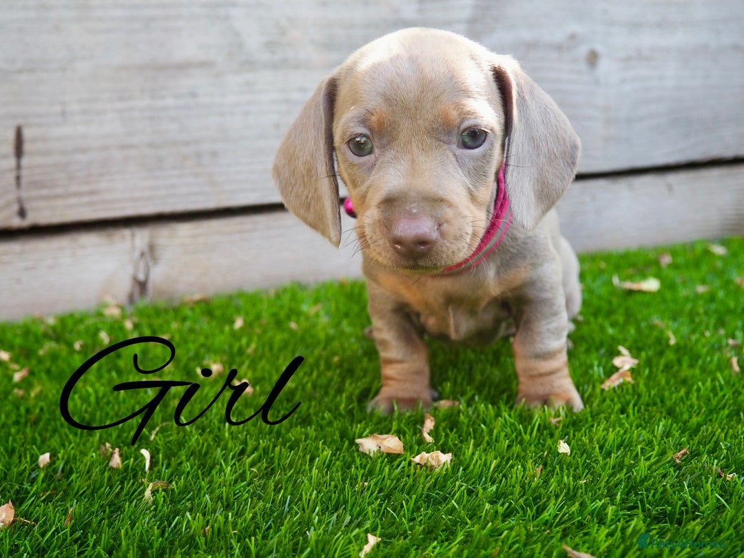 Miniature Dachshund dogs for sale: 3 LEFT- READY TO LEAVE ❤️ Mini Dachshund puppies! - Image 9