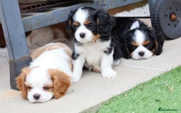 Cavalier King Charles Spaniel dogs for sale: 7 Puppies ready for reservations - Image 6