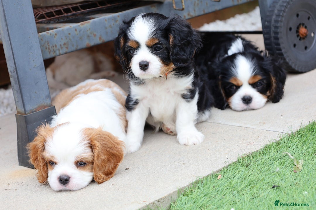 Cavalier King Charles Spaniel dogs for sale: 7 Puppies ready for reservations - Image 6