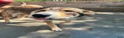 Mixed Breed dogs for adoption: Robin is ready for a home! in Brighton - Advert 4