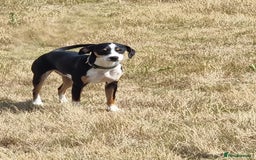 Mixed Breed dogs for adoption: Harry the small cheeky boy  - Image 3