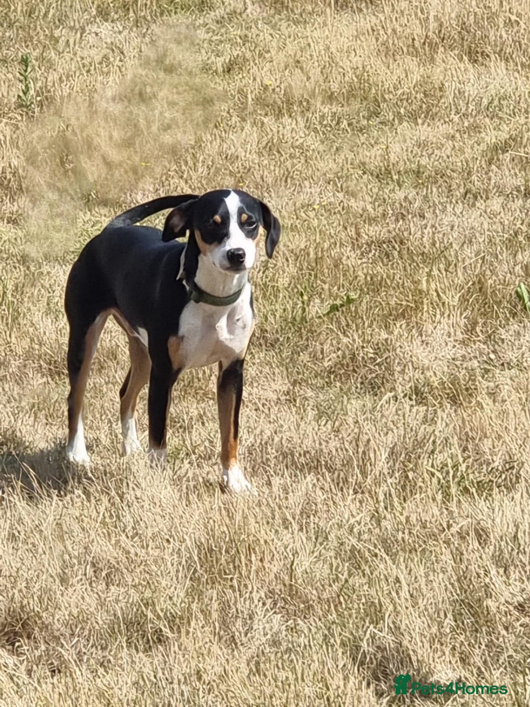 Mixed Breed dogs for adoption: Harry the small cheeky boy  - Image 3