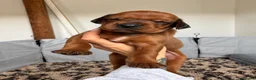 Mixed Breed dogs for sale: Irish setter cross Doberman puppies - Advert 32