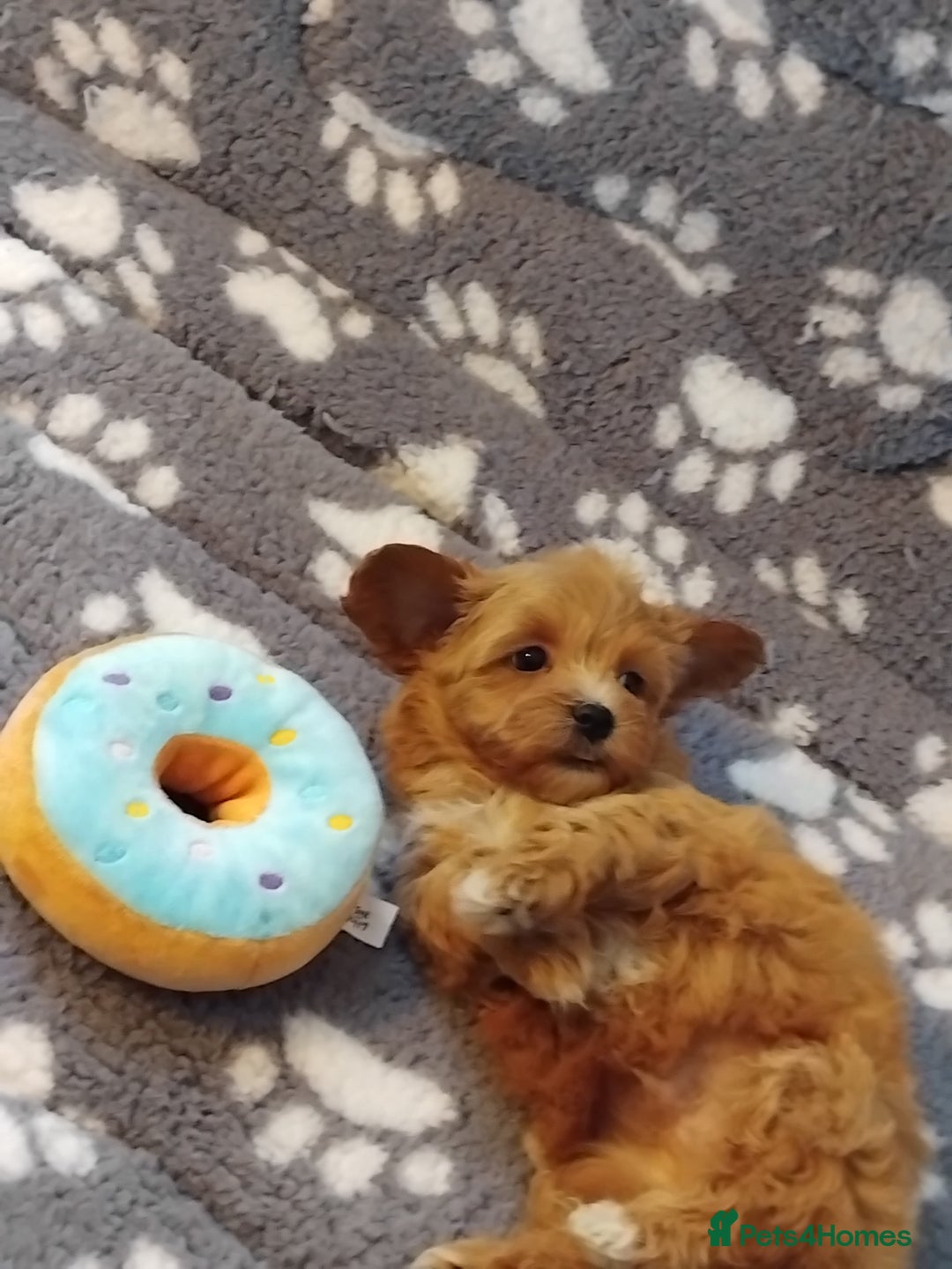 Maltipoo dogs for sale: Maltipoo puppies  - Advert 12