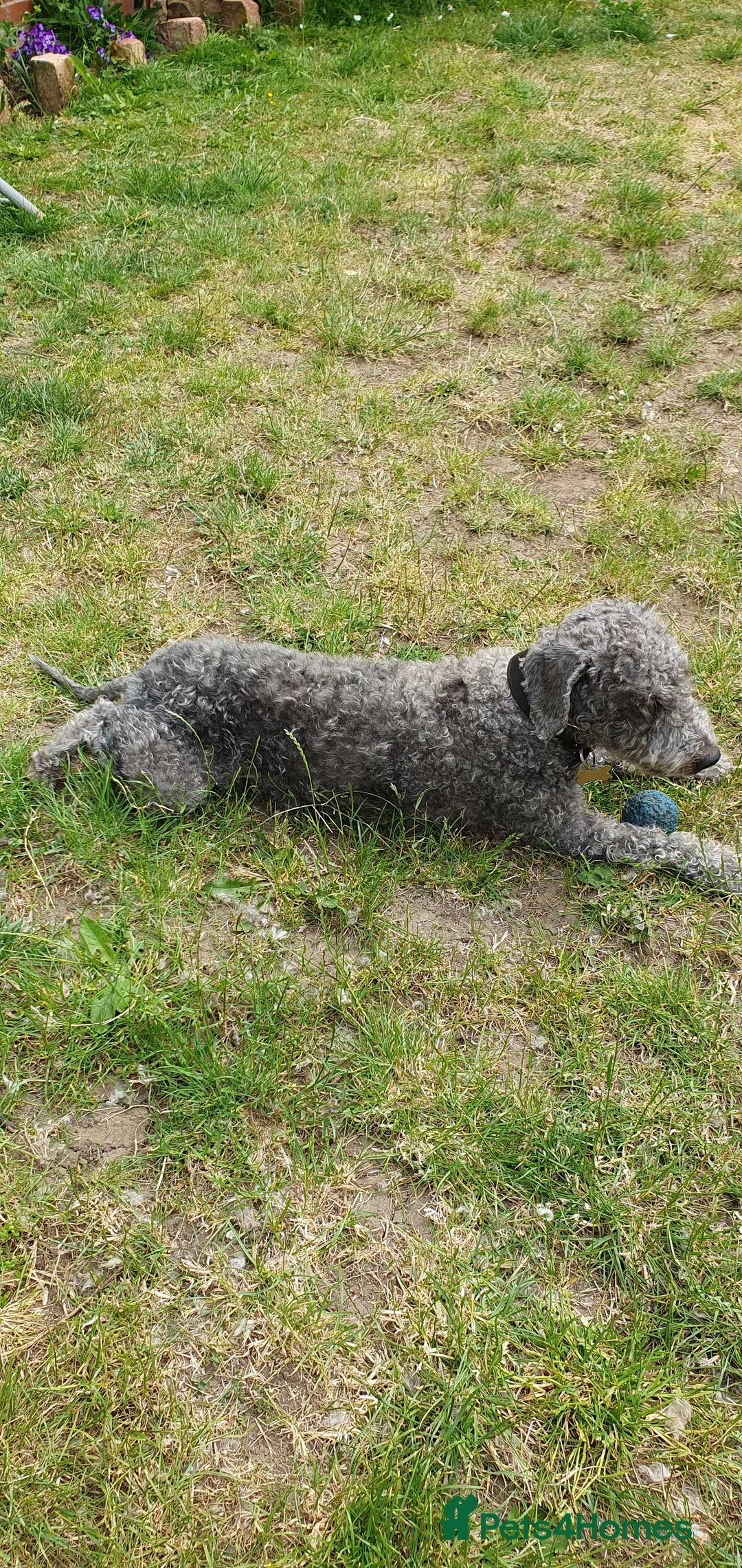 Gallery Image {{count}}