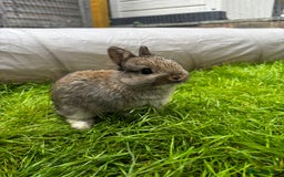 Netherland Dwarf rabbits for sale: Female neverland for sale  in Camberley - Image 3