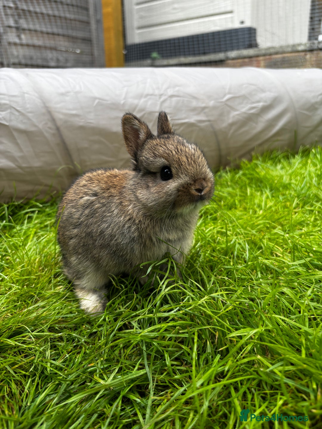 Netherland Dwarf rabbits for sale: Female neverland for sale  in Camberley - Image 3