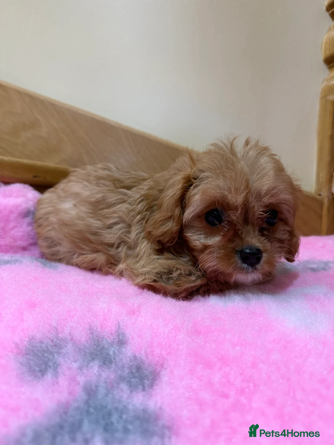 Cavapoochon dogs for sale: Cavapoochon - Advert 19