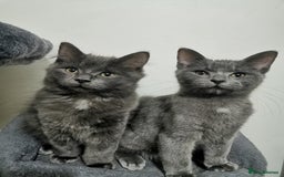 Ragdoll cats for sale: Ragdoll stunning kittens - Image 3