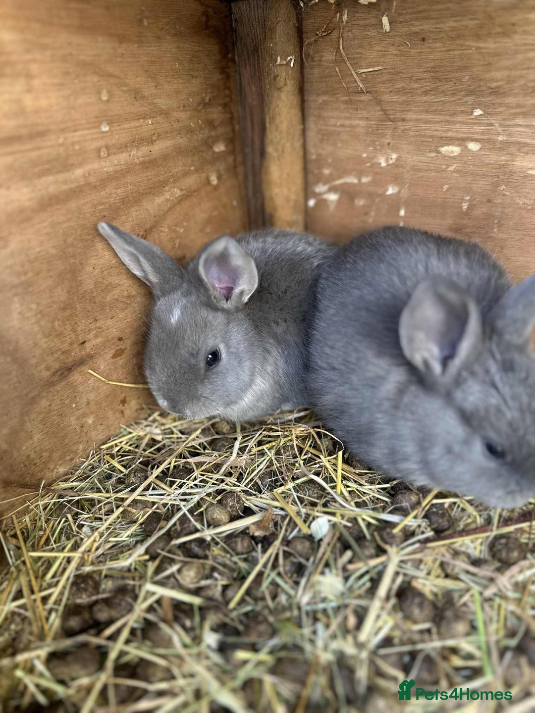 Continental Giant rabbits for sale: Giant rabbits will come with starter packs - Image 2