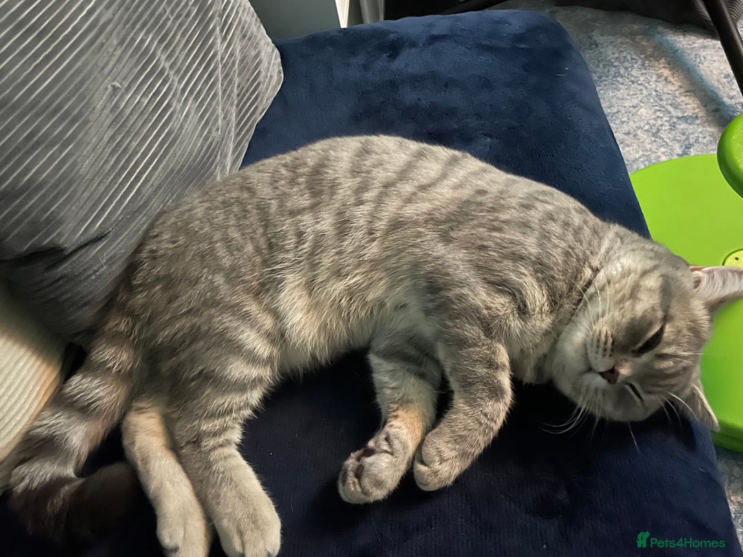 British Shorthair cats for sale: Lilac tabby British shorthair cat - Image 5