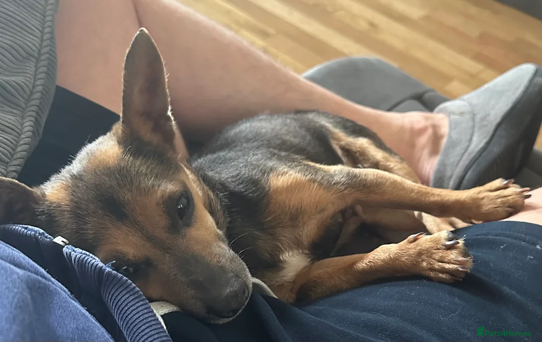 Mixed Breed dogs for sale: Cleo & Kira - 2 Amazing little girls  in East Grinstead - Advert 12