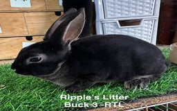 Rex rabbits for sale: Black and Tan Mini Rex  - Image 35