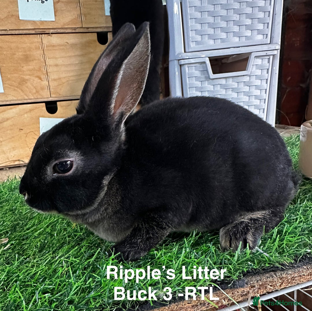 Rex rabbits for sale: Black and Tan Mini Rex  - Image 35
