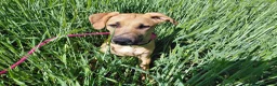 Mixed Breed dogs for adoption: Ruby is looking for her forever home  in Hayling Island - Advert 6