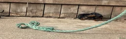 Miniature Dachshund dogs for sale: Miniature dachshunds - Advert 12
