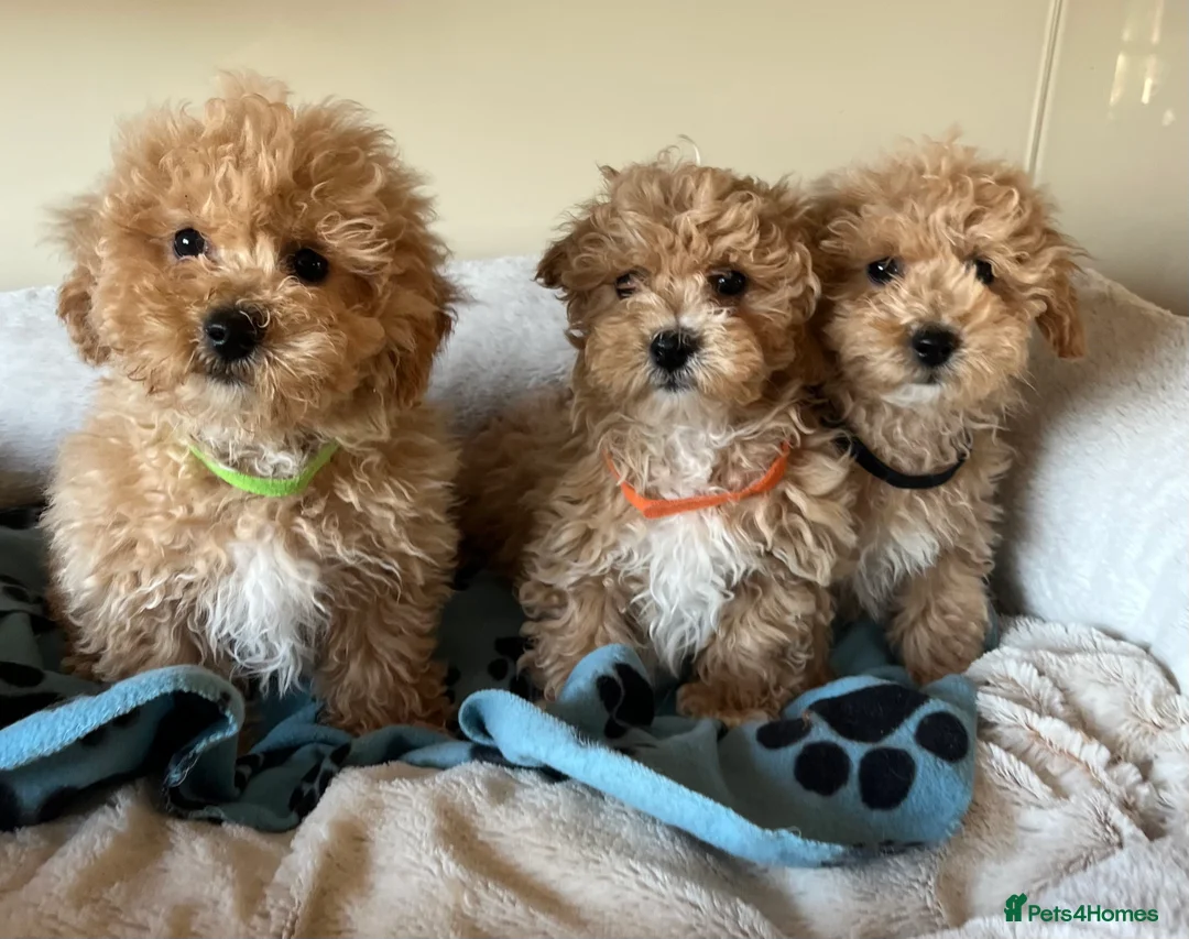 Poochon dogs for sale: Poochon puppies  - Advert 1