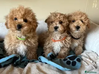 Poochon dogs Poochon puppies - Advert 3