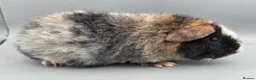 Guinea Pig rodents for sale: Roan Teddy Boars - Advert 5