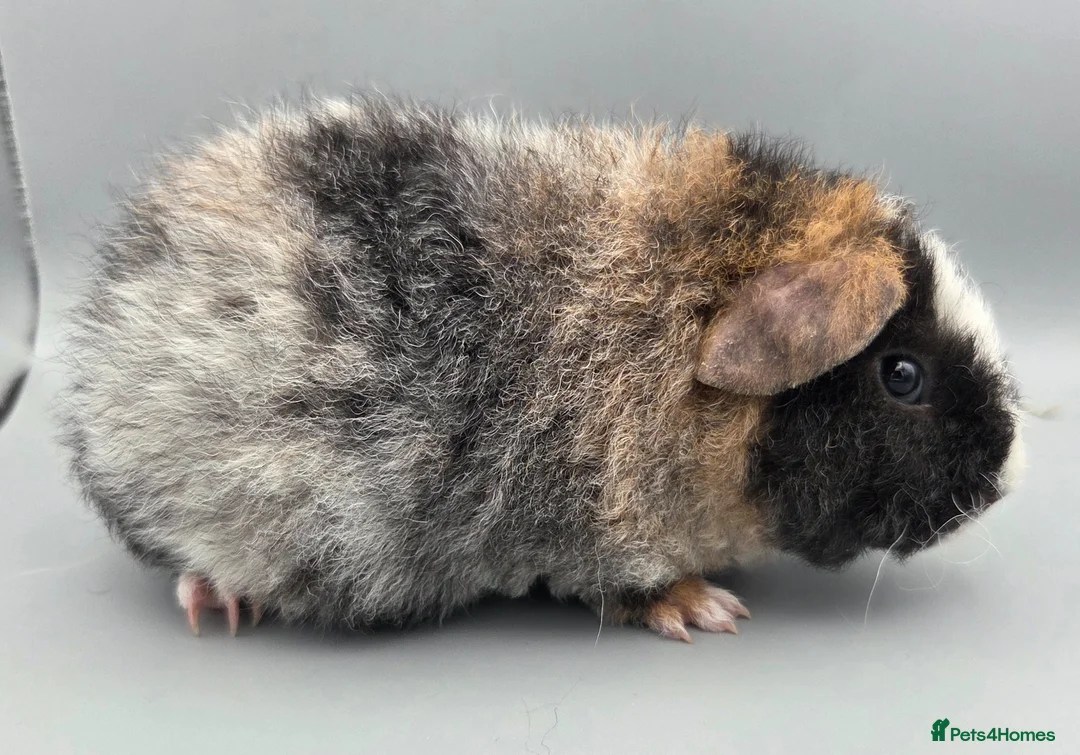 Guinea Pig rodents for sale: Roan Teddy Boars - Advert 5