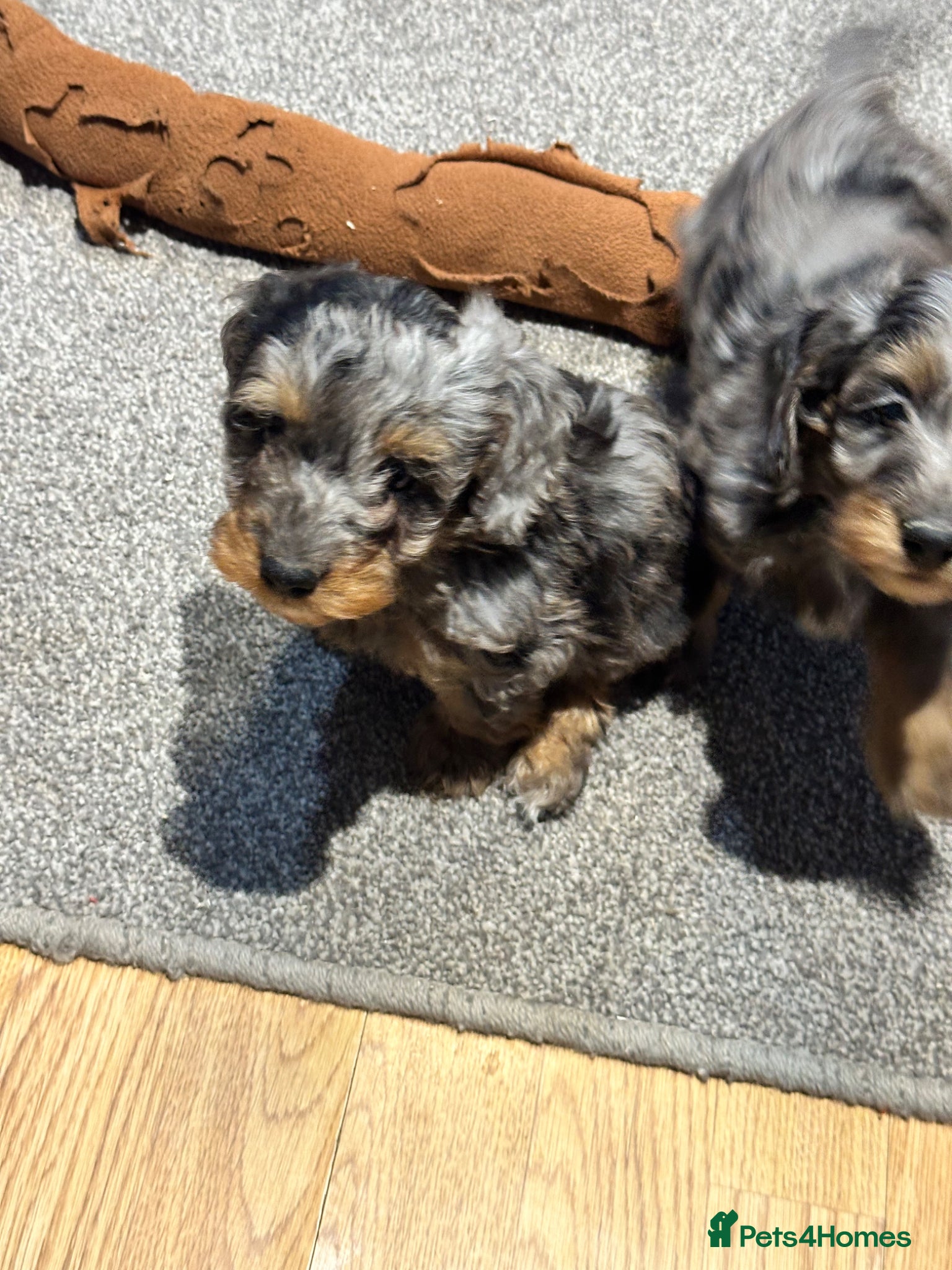 Doxiepoo dogs for sale: Stunning dachshund/poodle pups - Advert 14