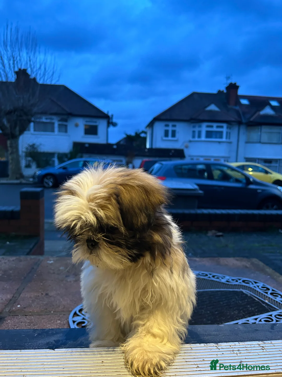 Shih Tzu dogs for sale: Beautiful Shih Tzu for sell - Advert 5