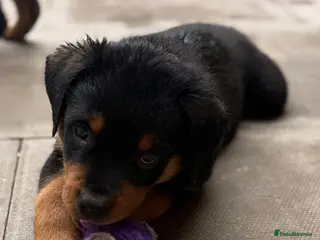 Rottweiler dogs Rottweiler puppies - Advert 1